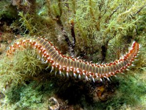 Representative Polychaetes: Common Worms