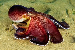 Phylogeny and Diversification in Mollusc