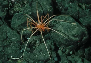 Class Pycnogonida: Sea Spiders