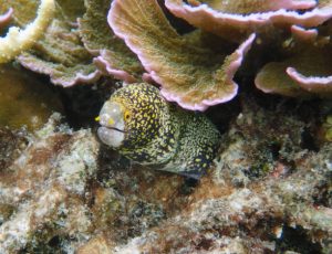 Phylum Echiura