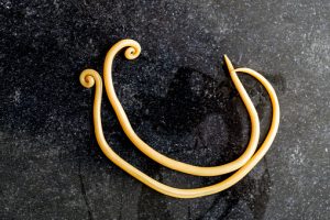 Ascaris Lumbricoides