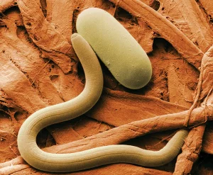 Roundworms in Nematoda
