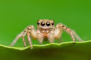 Class Arachnida (Harvestmen, Ticks and Mites)