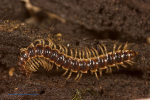 Subphylum Myriapoda